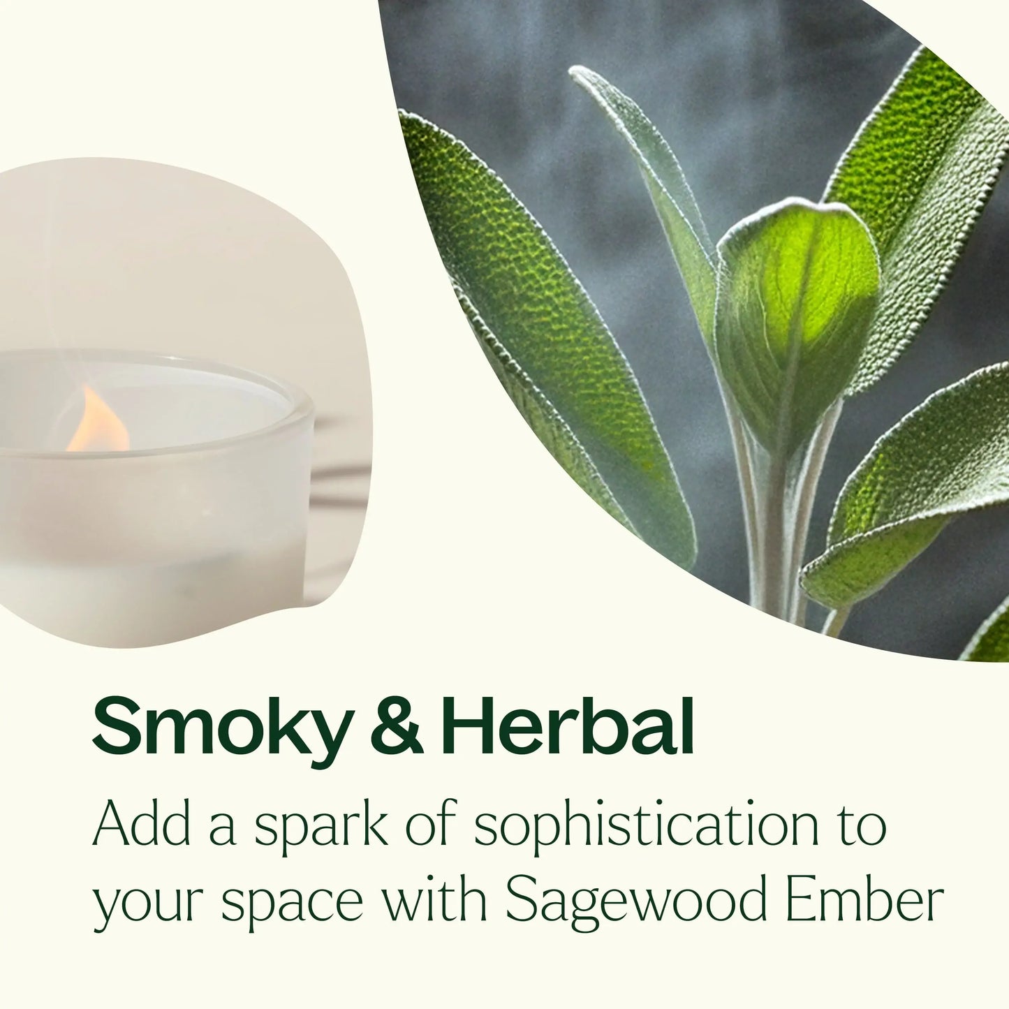 Sagewood Ember Naturally Scented Candle 8 oz