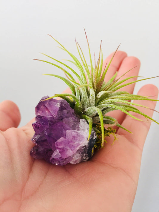 Crystal Air Plants l Air Plant Holder l Crystal Gift: Druzy Amethyst