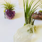 Crystal Air Plants l Air Plant Holder l Crystal Gift: Blue Calcite