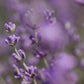Lavender Haze | lavender moonflower jo malone vibes candle