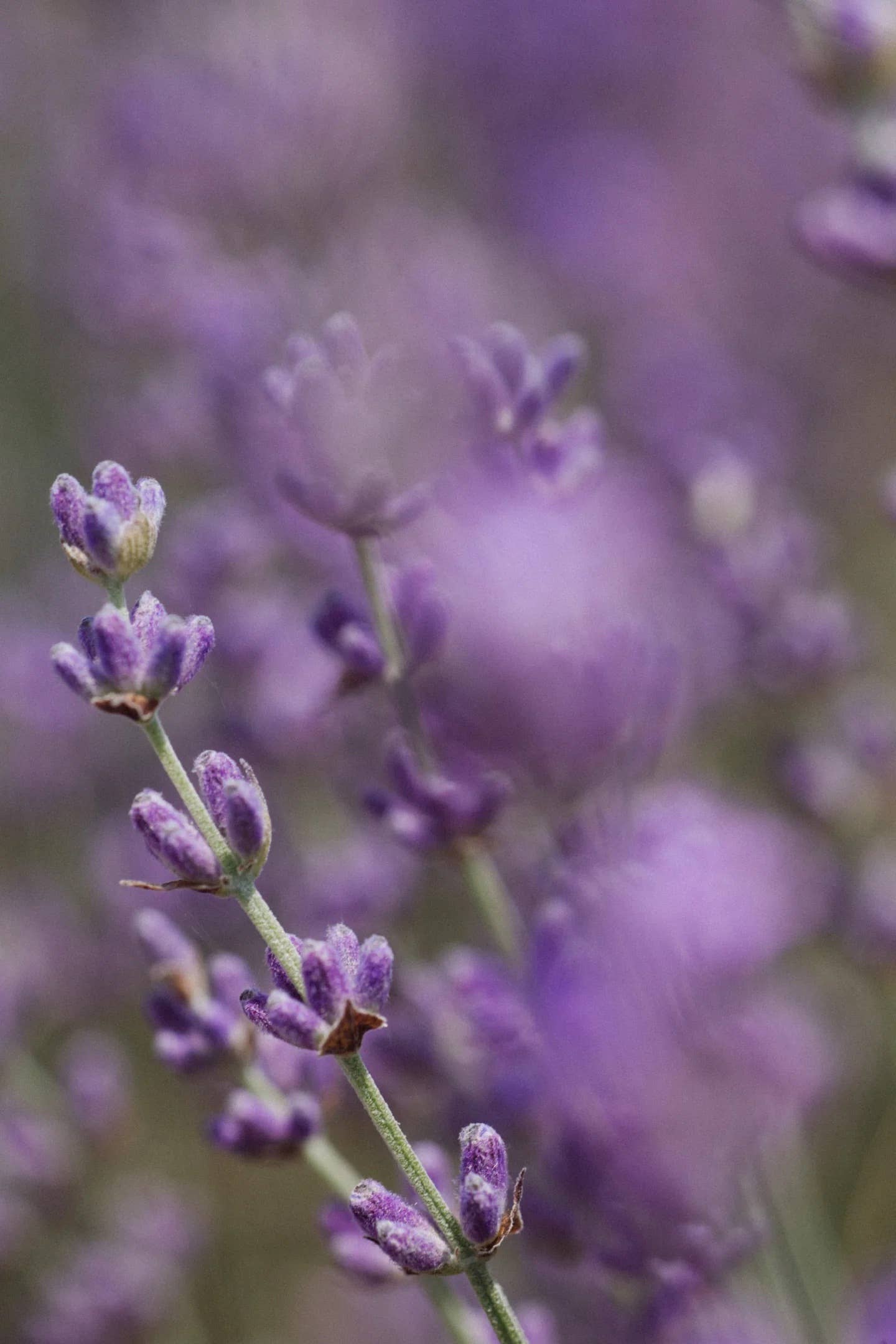 Lavender Haze | lavender moonflower jo malone vibes candle