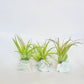 Crystal Air Plants l Air Plant Holder l Crystal Gift: Druzy Amethyst