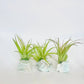 Crystal Air Plants l Air Plant Holder l Crystal Gift: Blue Calcite