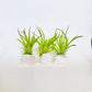 Crystal Air Plants l Air Plant Holder l Crystal Gift: Druzy Amethyst