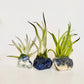 Crystal Air Plants l Air Plant Holder l Crystal Gift: Blue Calcite