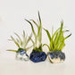 Crystal Air Plants l Air Plant Holder l Crystal Gift: Druzy Amethyst