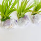 Crystal Air Plants l Air Plant Holder l Crystal Gift: Druzy Amethyst