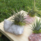 Crystal Air Plants l Air Plant Holder l Crystal Gift: Blue Calcite